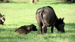 Buffalo Resting and Grazing Stock Footage