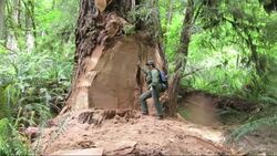 California forest managers are trying to stop chainsaw-wielding poachers who are targeting ancient redwood trees in national and state parks. The thieves are cutting off the trees' burls - knobby growths prized for their rich wood grains. (April 14) News Clip