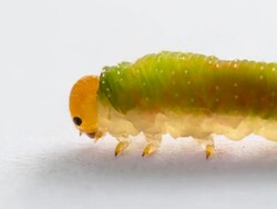 Caterpillar Stock Footage