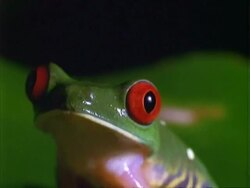 Red-eyed Tree Frog, BCU frog portrait, facing left, looks at camera, calling.  Panama. Stock Footage