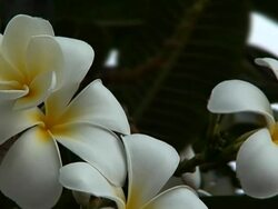 Tropical Flower , Plumeria obtusa - Extreme Close-up Stock Footage