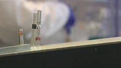 Scientist analysing the stomach contents of deep-sea amphipods for plastic pollution study News Clip