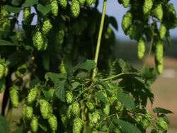 CU TU Hop plant with ripe cones Stock Footage