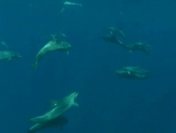 MS SLO MO Spinner dolphins swimming / Guanacaste, Costa Rica Stock Footage