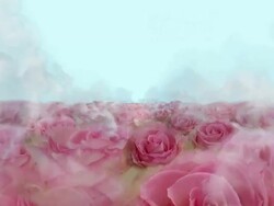 BLOOMING ROSE FIELD  - roses/clouds/light blue (seamless loopable) Stock Footage