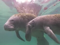 Manatees calf suckling, Florida, North Atlantic Ocean  Stock Footage