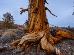 Time Lapse Ancient Bristlecone Pine forest, Inyo National forest, White Mountains, California, USA Stock Footage