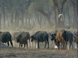 Buffalo (Cyncerus caffer) MS herd walk away from camera, dust and white birds, Mana Pools, Zimbabwe Stock Footage
