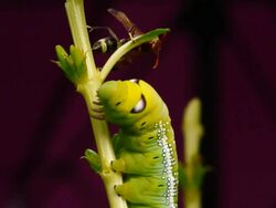 Hornet battle with caterpillar Stock Footage