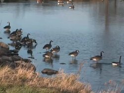Geese - Alone at Last HD 1080 Stock Footage