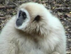 Curious monkey Stock Footage