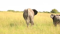 Elephants in Safari at Wild Stock Footage