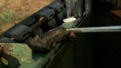 A scientist pokes at a rodent carcass with tweezers. Stock Footage