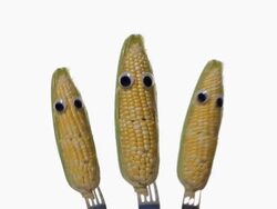 Three Corn Faces Stock Footage