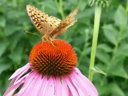 Moth Getting Nectar From Cone Flower Stock Footage