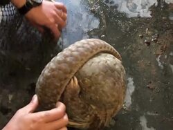 Pangolin: Battle To Save Most Hunted Animal News Clip