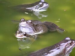 Common Frog Stock Footage