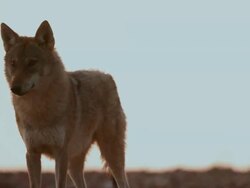 grey wolf (Canis lupus) near carcass Stock Footage