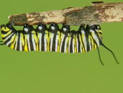 Monarch butterfly caterpillar Stock Footage