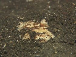 Stargazer, buried in sea bed bottom, front view, Indonesia  Stock Footage