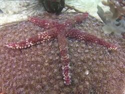 Warty Mesh Sea Star (Nardoa tuberculata) on top of Mushroom Anemone (Discosoma sp.), profile, from above, Monad Shoa, Malapascua, Philippines Stock Footage