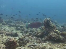Parrotfish Stock Footage