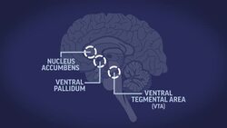 Science Says: Why Are Opioids so Addictive? News Clip