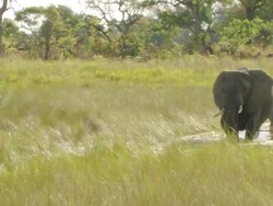 MS PAN Shot of Mixed elephant herd wading through floodplain water channel and drinking / Okavango Delta, North West District, Botswana Stock Footage