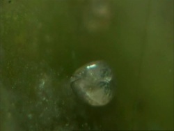 Cypris, freshwater ostracod, posterior view shows embryos Stock Footage