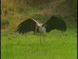 Lesser Adjutant (Leptoptilos javanicus) stork using wings as shade whilst hunting, Bandhavgarh National Park, India Stock Footage