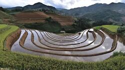 terraced rice field in Mu Chang Chai, Vietnam Stock Footage