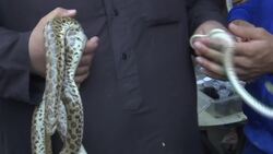 Revival of pet market after history of bombings Instructional Video