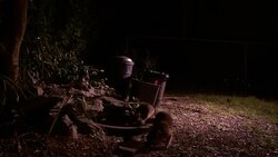 Racoons sniff around trash cans. Stock Footage