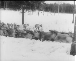 REINDEER MEAT ON THE HOOF News Clip