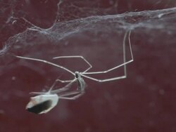 Hunting spider Stock Footage