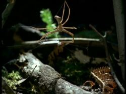Net-casting Spider (Dinopis) successfully catches winged insect, Australia Stock Footage
