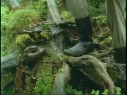 CU feet trampling over muddy tree roots in jungle, Uganda, Africa Stock Footage