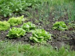 DOLLY: Lettuce Stock Footage