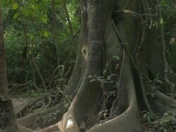 MS TS Travelers walking near by large tree in tropical forest / Tyrona N. Park, Magdalena, Colombia  Stock Footage