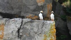 Horned Puffin in breeding plumage, Alaska Maritime National Wildlife Refuge near Lake Clark National Park, Alaska (Fratercula corniculata) Stock Footage