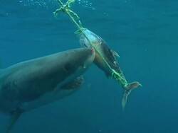 Medium push-in - A great white shark chomps bait that hangs from a line. Stock Footage