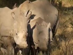 MS ZO Two white rhinoceroses with one baby rhinoceros walking in early morning light at lake nakuru national park AUDIO / Nakuru, Rift Valley, Kenya Stock Footage
