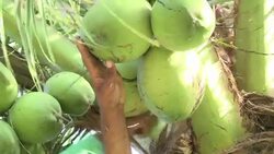 VOICED : Brasil profesionalizando los cocos News Clip