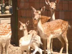 Gazelles Stock Footage