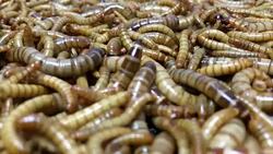 Mealworms Stock Footage