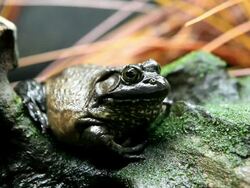 Bullfrog (FULL HD) Stock Footage