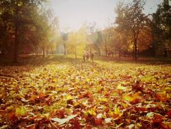 Family running in the park Stock Footage