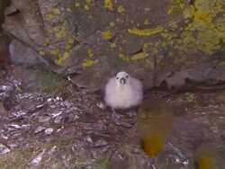A gull vomits to protect its nest near a rock formation. Stock Footage