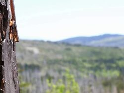 Dead Tree Trunk PAN Stock Footage