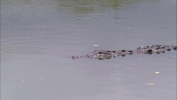 An alligator swims in a Florida swamp. Stock Footage